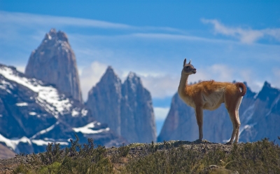 Guanaco Lama in Argentinien (David Thyberg / stock.adobe.com)  lizenziertes Stockfoto 
License Information available under 'Proof of Image Sources'